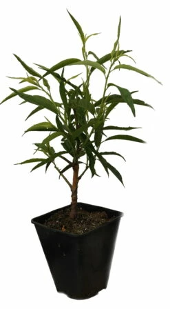 Zierpfirsich `Taoflora ® White´ (mit Essbaren Früchten) Prunus Persica `Taoflora ® White´ -Pflanzenhof Verkaufsladen Zierpfirisch Taoflora white