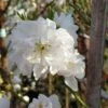 Zierpfirsich `Taoflora ® White´ (mit Essbaren Früchten) Prunus Persica `Taoflora ® White´ -Pflanzenhof Verkaufsladen Zierpfirsich weiss