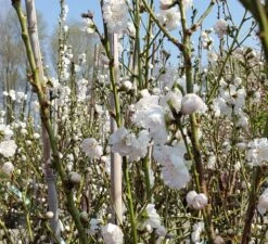 Zierpfirsich `Taoflora ® White´ (mit Essbaren Früchten) Prunus Persica `Taoflora ® White´ -Pflanzenhof Verkaufsladen Zierpfirsich weiss4