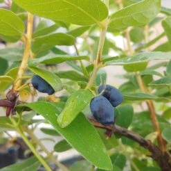 Sibirische Blaubeere / Honigbeere `Zojka Lonicera Kamtschatica `Zojka´ -Pflanzenhof Verkaufsladen Zojka sibirische Blaubeere