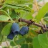 Sibirische Blaubeere / Honigbeere `Zojka Lonicera Kamtschatica `Zojka´ -Pflanzenhof Verkaufsladen Zojka sibirische Blaubeere1