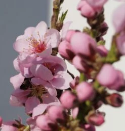 Zwergnektarine `Rubis® Necta ZeeⓈ´ Prunus Nucipersica -Pflanzenhof Verkaufsladen Zwerg nektarine bl te