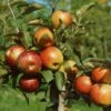 Zwergapfel Delgrina (R) Malus Domestica `Delgrina´ -Pflanzenhof Verkaufsladen Zwergapfel