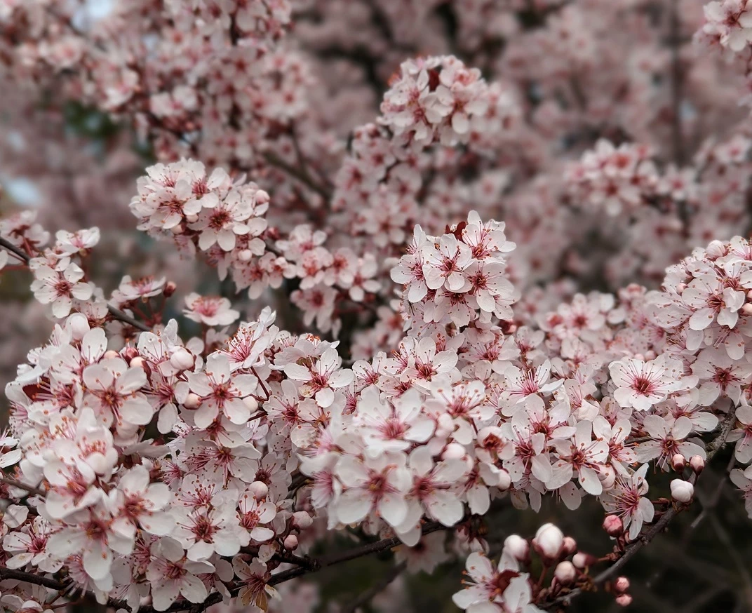 Zwergblutpflaume Prunus Cistena 3 Zwergblutpflaume Prunus Cistena