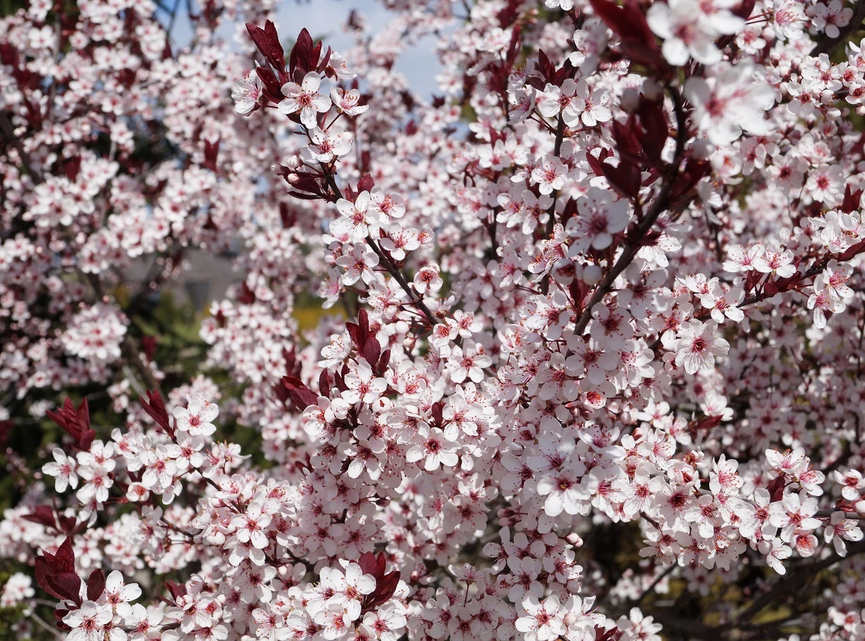 Zwergblutpflaume Prunus Cistena 5 Zwergblutpflaume Prunus Cistena – Bild 3