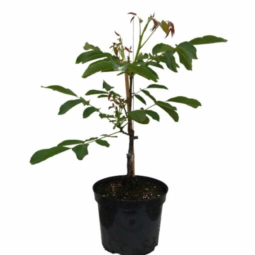 Zwerg-Walnuss Juglans Regia Var. Fertilis 2 Zwerg-Walnuss Juglans Regia Var. Fertilis -Pflanzenhof Verkaufsladen Zwergwalnuss bearbeitet