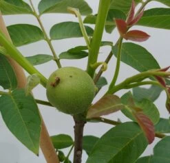 Zwerg-Walnuss Juglans Regia Var. Fertilis -Pflanzenhof Verkaufsladen Zwergwalnuss1