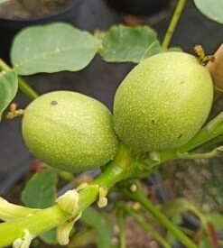 Zwerg-Walnuss Juglans Regia Var. Fertilis -Pflanzenhof Verkaufsladen Zwergwalnuss3