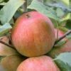 Zwergapfel `Alkmene´ Malus Domestica `Alkmene -Pflanzenhof Verkaufsladen alkmene