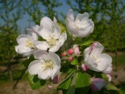 Allegro Ⓢ Malus Domestica -Pflanzenhof Verkaufsladen allegro2