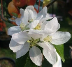 Alkmene Malus Domestica -Pflanzenhof Verkaufsladen almene