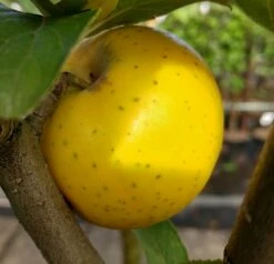 Pflanzenhof Verkaufsladen 24 Ananasrenette - Säulenform Malus Domestica `Ananasrenette´