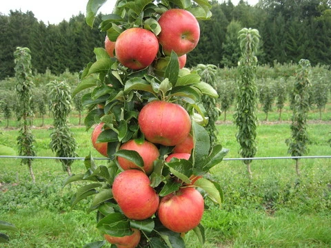 Säulenapfel `SonateⓈ´ Malus Domestica `Sonate´ 4 Säulenapfel `SonateⓈ´ Malus Domestica `Sonate´ – Bild 2