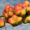 Apistar® Malus Domestica `Apistar´ -Pflanzenhof Verkaufsladen apfel sternapi fruechte