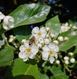 Apfeldorn Crataegus Lavallei `Carrierei´ -Pflanzenhof Verkaufsladen apfeldorn 1