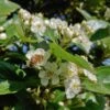 Apfeldorn Crataegus Lavallei `Carrierei´