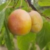 Aprimira Prunus Domestica Subsp. Syriaca `Aprimira´ -Pflanzenhof Verkaufsladen aprimira