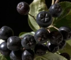 Aronia- Apfelbeere Nero Aronia Prunifolia `Nero´ -Pflanzenhof Verkaufsladen aronia nero 600x600