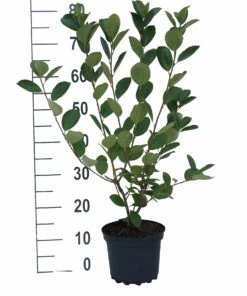 Aronia- Apfelbeere Nero Aronia Prunifolia `Nero´ -Pflanzenhof Verkaufsladen aronia neroiiPvXE42DygxM