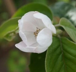 Tafelquitte Ayva® - Süßquitte, Kann Roh Verzehrt Werden Cydonia `Ayva´ -Pflanzenhof Verkaufsladen ayva bl te