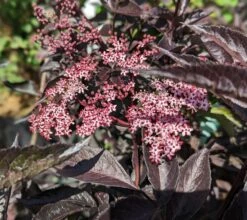 Rotblättriger Holunder `Black Beauty´ Sambucus Nigra `Black Beauty´ -Pflanzenhof Verkaufsladen black beauty2