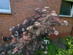 Holunder Black Lace ® Sambucus Nigra `Black Lace´ -Pflanzenhof Verkaufsladen black lace6