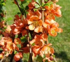Nordische Zitrone, Zierquitte `Cido´ Chaenomeles Japonica `Cido´ -Pflanzenhof Verkaufsladen cido 1