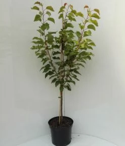 Kompakt Wachsende Aprikose `CompactaⓇ´ Prunus Armeniaca `Compacta´ -Pflanzenhof Verkaufsladen compacta