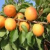 Kompakt Wachsende Aprikose `CompactaⓇ´ Prunus Armeniaca `Compacta´