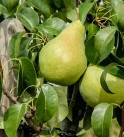 Condo Pyrus Communis `Condo´