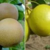 Duo-Nashibaum, Nijiseiki & Kosui Pyrus Pyrifolia -Pflanzenhof Verkaufsladen duo nashi