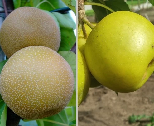 Duo-Nashibaum, Nijiseiki & Kosui Pyrus Pyrifolia 3 Duo-Nashibaum, Nijiseiki & Kosui Pyrus Pyrifolia