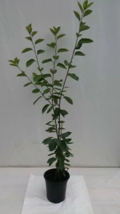 Prince William-Großfruchtige Felsenbirne Amelanchier `Prince William´ -Pflanzenhof Verkaufsladen fELSENBIRNE 600x600