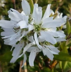 Pflanzenhof Verkaufsladen -Pflanzenhof Verkaufsladen felsenbirne ballerina 1 1