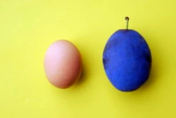 Haganta (S) Prunus Domestica `Haganta´ -Pflanzenhof Verkaufsladen haganta12