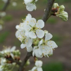 Hanita ® Prunus Domestica `Hanita -Pflanzenhof Verkaufsladen hanita bl te