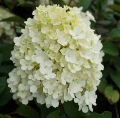 Rispenhortensie `Bobo®´ Hydrangea Paniculata `Bobo´ -Pflanzenhof Verkaufsladen hortensie bobo1