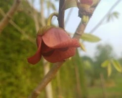 Veredelte Indianerbanane (Paw Paw) `Shenandoah®´ Asimina Triloba `Shenandoah´ -Pflanzenhof Verkaufsladen indianaerbanane bl te5af9967b504ef