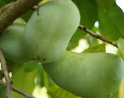 Veredelte Indianerbanane `NC1´ Asimina Triloba `NC1´