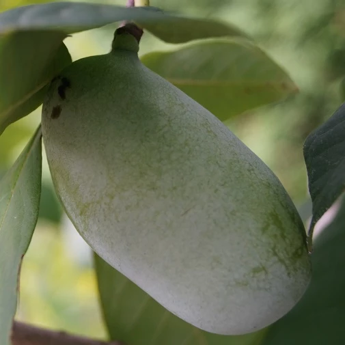 Veredelte Indianerbanane (Paw Paw) `Prima 1216´ (40-60cm) Asimina Triloba `Prima 1216´ 4 Veredelte Indianerbanane (Paw Paw) `Prima 1216´ (40-60cm) Asimina Triloba `Prima 1216´ – Bild 3