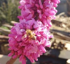 Judasbaum Cercis Siliquastrum -Pflanzenhof Verkaufsladen judasbaum mit biene 3UmROOMoGkmKP3