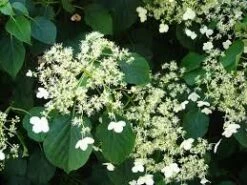 Kletterhortensie Hydrangea Petiolaris -Pflanzenhof Verkaufsladen kletterhortensie 1