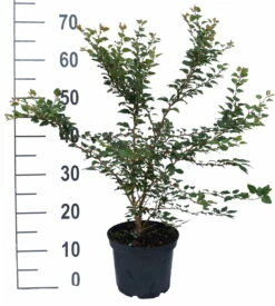 Zwerg-Zierkirsche `Kojou-no-mai´ Prunus Incisa `Kojou-no-mai´ -Pflanzenhof Verkaufsladen kojou no mai weiss