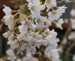 Zwerg-Zierkirsche `Kojou-no-mai´ Prunus Incisa `Kojou-no-mai´ -Pflanzenhof Verkaufsladen kojou no mai2