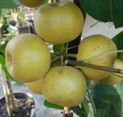 Nashi Kosui Pyrus Pyrifolia `Kosui´