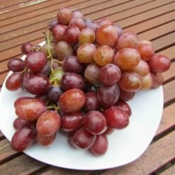 Kourgan Rose, Pilzfeste Weinrebe Vitis `Kourgan Rosé´