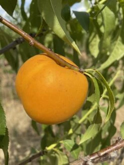 Honig-Nektarine `Bellarina´ Prunus Nucipersica `Bellarina´ -Pflanzenhof Verkaufsladen nektarine bellarina frucht