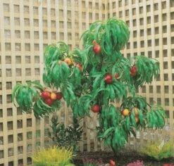 Zwergnektarine `Rubis® Necta ZeeⓈ´ Prunus Nucipersica -Pflanzenhof Verkaufsladen nektarine necta zee rubis baum