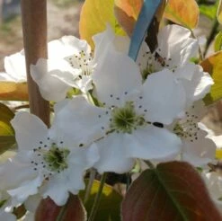 Nashi Nijiseiki Pyrus Pyrifolia `Nijiseiki´ -Pflanzenhof Verkaufsladen nijiseiki