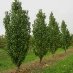 Säulen-Pfirsich `Ellora´ Prunus Persica `Ellora´ -Pflanzenhof Verkaufsladen pfirsich ellora baeume
